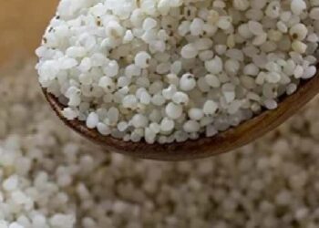 हड्डियों में मशीन की तरह कैल्शियम पंप करता है यह अनाज